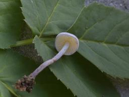 Cystolepiota bucknallii