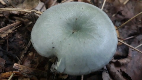 Clitocybe odora