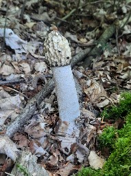 Phallus impudicus