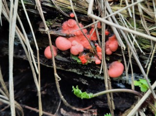 Lycogala epidendrum