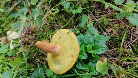 Rheubarbariboletus armeniacus