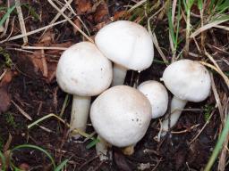 Agaricus xanthodermus