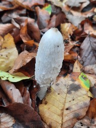 Coprinus comatus