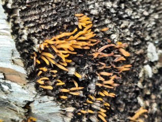 Calocera cornea