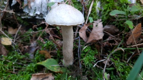 Leccinum holopus