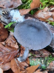 Entocybe nitida