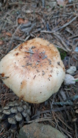 Russula grata