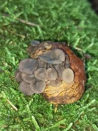Lanzia echinophila