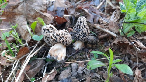 Morchella vulgaris