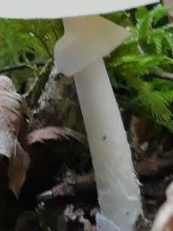 Amanita phalloides