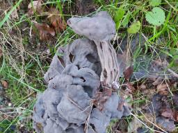 Helvella lacunosa