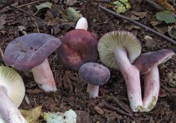 Russula amoena