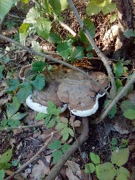 Ganoderma applanatum