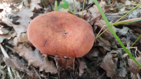 Lactifluus volemus