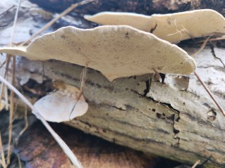 Trametes hirsuta