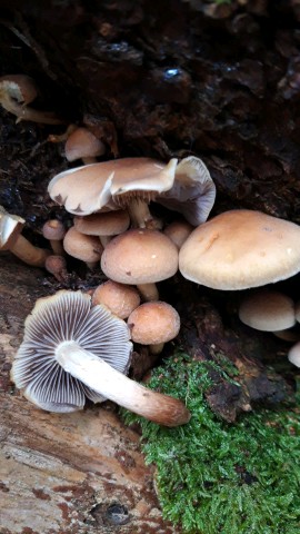 Hypholoma capnoides