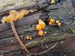 Dacrymyces stillatus