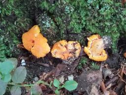 Cantharellus friesii