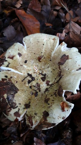 Russula olivacea