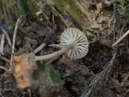 Lichenomphalia umbellifera