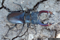 Lucanus cervus