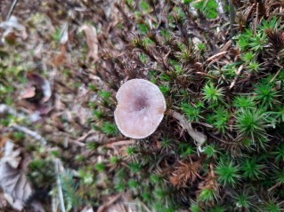 Rhizocybe pruinosa