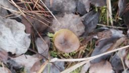 Hygrophorus hypothejus