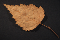 Melampsoridium betulinum