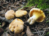 Cantharellus cibarius