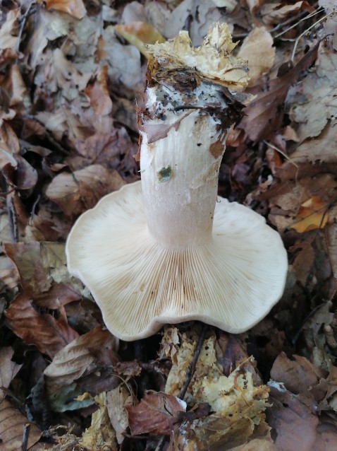 Clitocybe nebularis