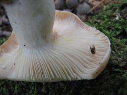 Lactarius chrysorrheus