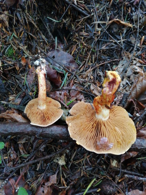 Cortinarius bolaris