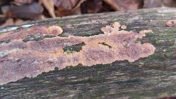 Phlebia radiata