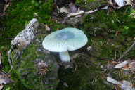 Russula aeruginea