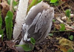 Coprinopsis lagopus
