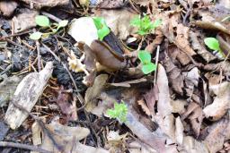 Helvella acetabulum