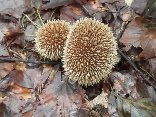 Lycoperdon echinatum