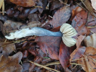 Entocybe nitida