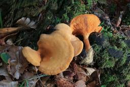 Hygrophoropsis aurantiaca