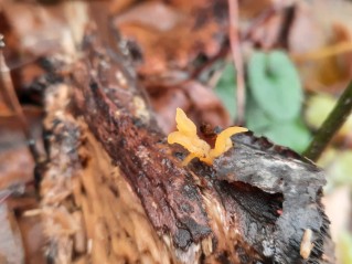 Calocera furcata