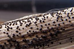 Leptosphaeria acuta