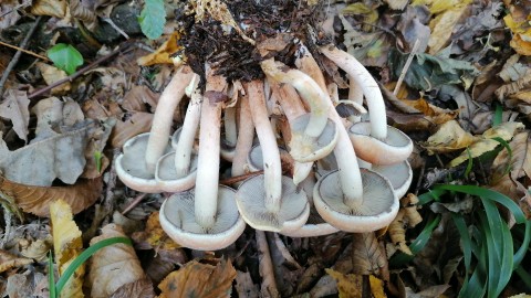 Hypholoma capnoides