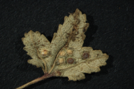 Puccinia malvacearum