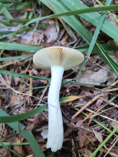 Russula caerulea