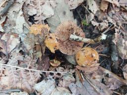 Pholiota carbonaria