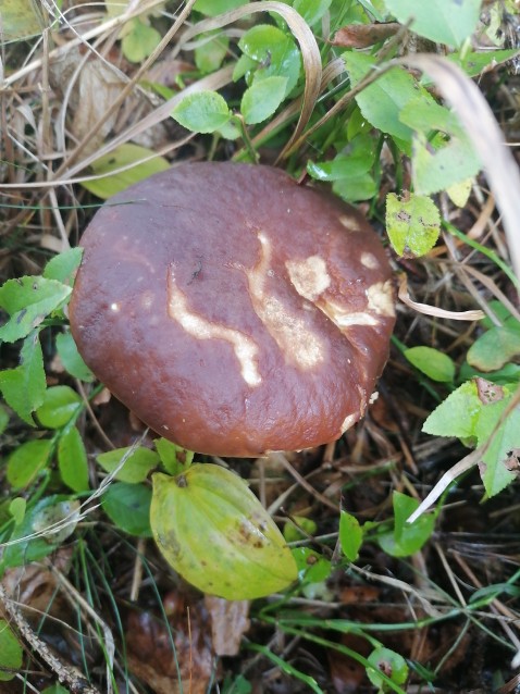 Boletus edulis