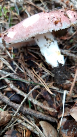 Russula vesca