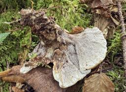 Phellodon melaleucus