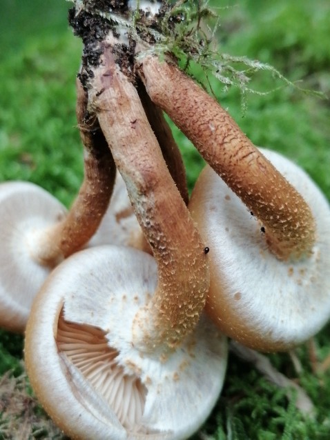 Kuehneromyces mutabilis