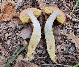Aureoboletus moravicus